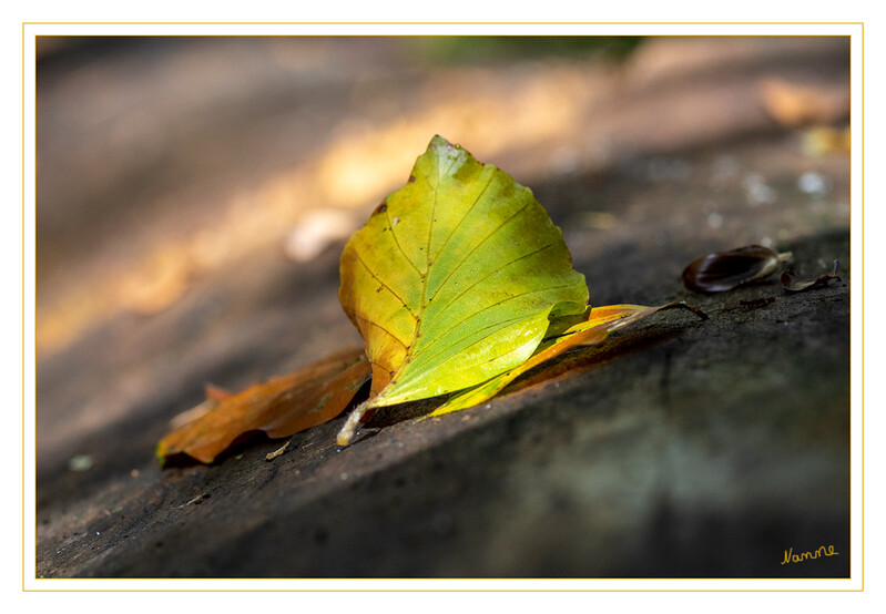 Herbstlich
Schlüsselwörter: Blatt; Buche