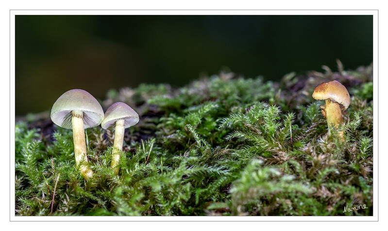 Minipilze
auf einem alten Baumstamm
Schlüsselwörter: Pilz; Pilze;