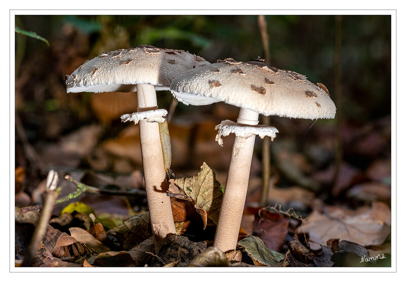 Schirmling mit Besucher
Die Hutoberseite des Parasols ist mit lockeren, scholligen und teils abstehenden Schuppen besetzt. Ein weiteres Merkmal ist ein doppelt dicker Stielring mit doppeltem Rand. laut Wikipedia
