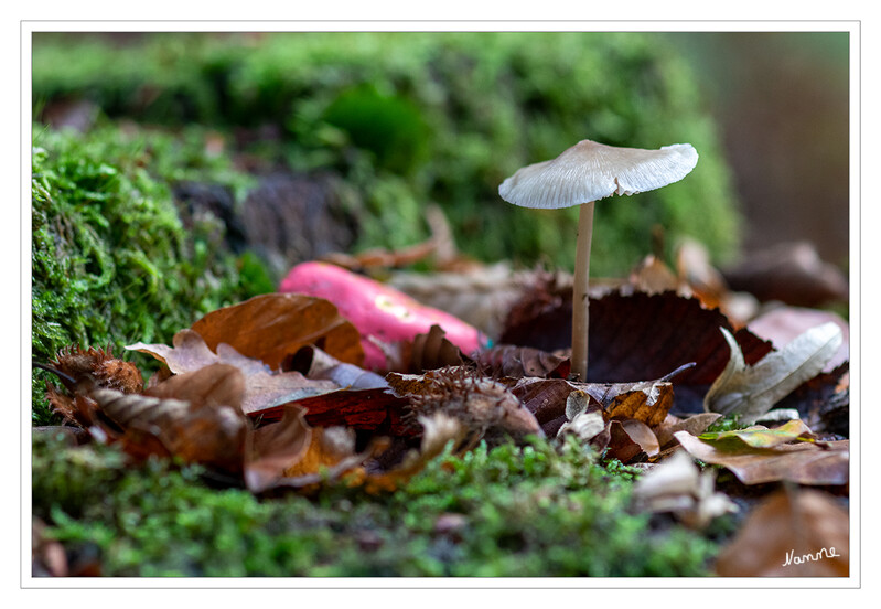 Kleiner Schirmling
Schlüsselwörter: Pilze; Pilz