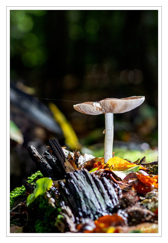 Schirmling
auf einem Stapel Holz
Schlüsselwörter: Pilz; Pilze;