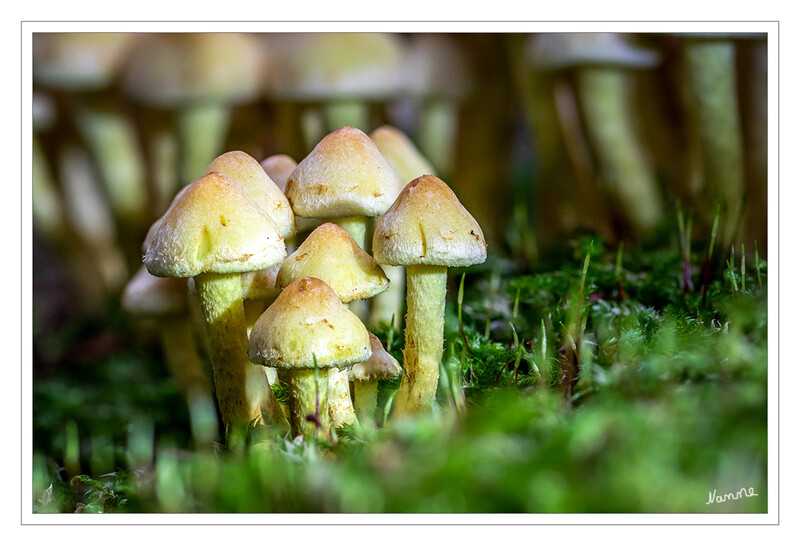 Minipilze
Es könnte sich hier um den Grünblättrigen Schwefelkopf (Hypholoma fasciculare)handeln. Man findet ihn von Mai bis November auf Laub- oder Nadelbaum-Totholz. Die Art wächst gern gesellig oder in größeren Gruppen. Im Alter verfärben sich die Lamellen grüngelb, der ähnliche Rauchblättrige Schwefelkopf hat graue Lamellen. Die Art ist giftig und daher als Speisepilz ungeeignet. laut digital-nature
Schlüsselwörter: Pilz; Pilze;