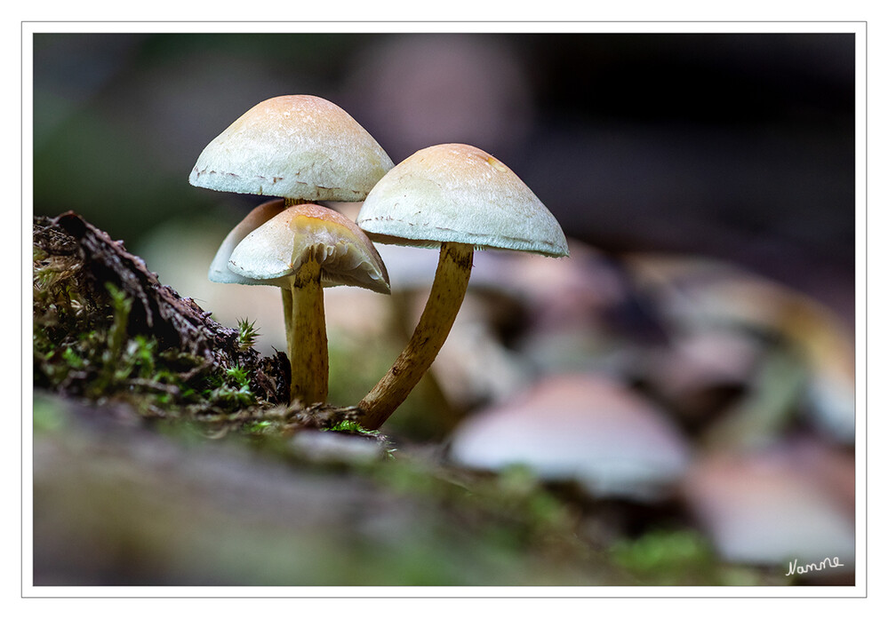 Kleine Pilzfamilie
Schlüsselwörter: Pilz, Pilze