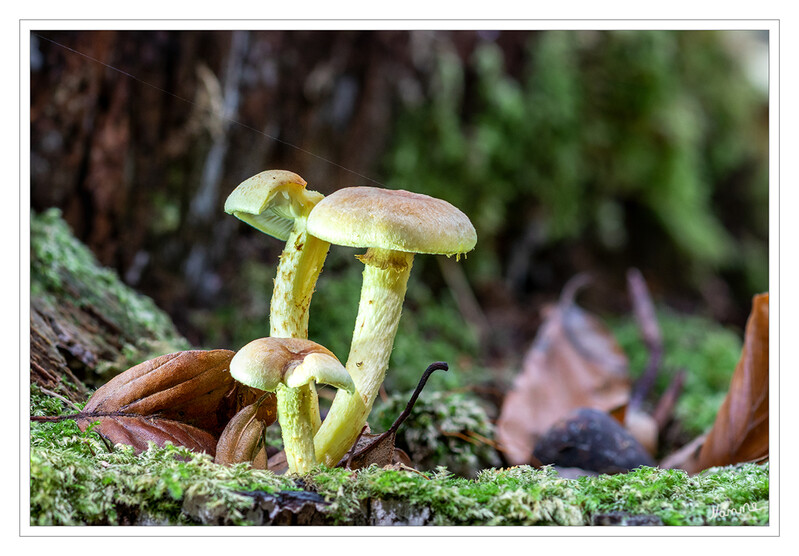 Minipilze
Es könnte sich hier um den Grünblättrigen Schwefelkopf (Hypholoma fasciculare)handeln. Man findet ihn von Mai bis November auf Laub- oder Nadelbaum-Totholz. Die Art wächst gern gesellig oder in größeren Gruppen. Im Alter verfärben sich die Lamellen grüngelb, der ähnliche Rauchblättrige Schwefelkopf hat graue Lamellen. Die Art ist giftig und daher als Speisepilz ungeeignet. laut digital-nature
Schlüsselwörter: Pilz; Pilze;