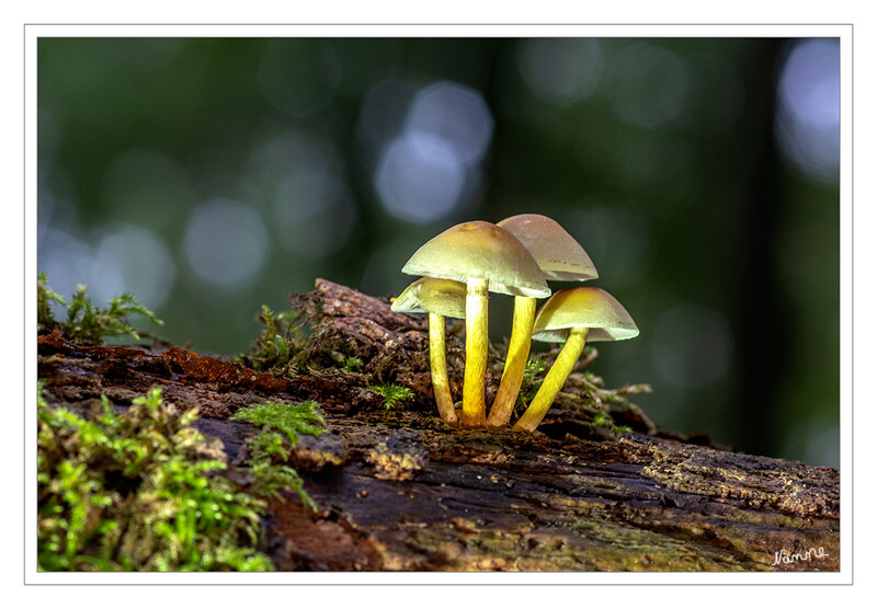 Minipilze
Schlüsselwörter: Pilz; Pilze;