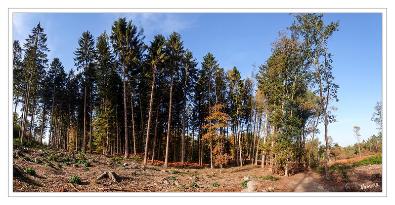 Baumlichtung
Schlüsselwörter: Wald