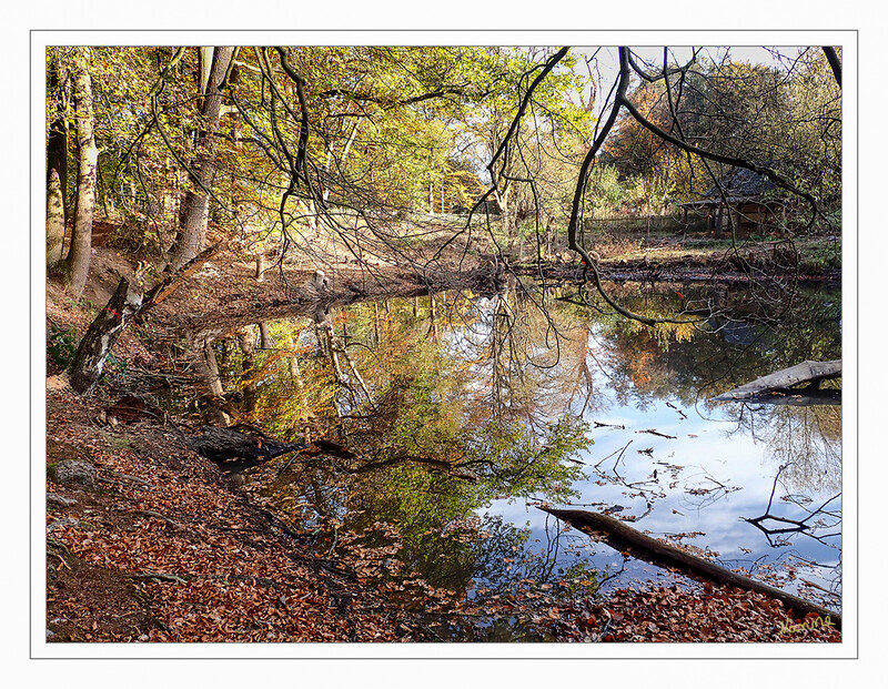 Spiegelung
am Teich
Schlüsselwörter: Baum; Bäume;