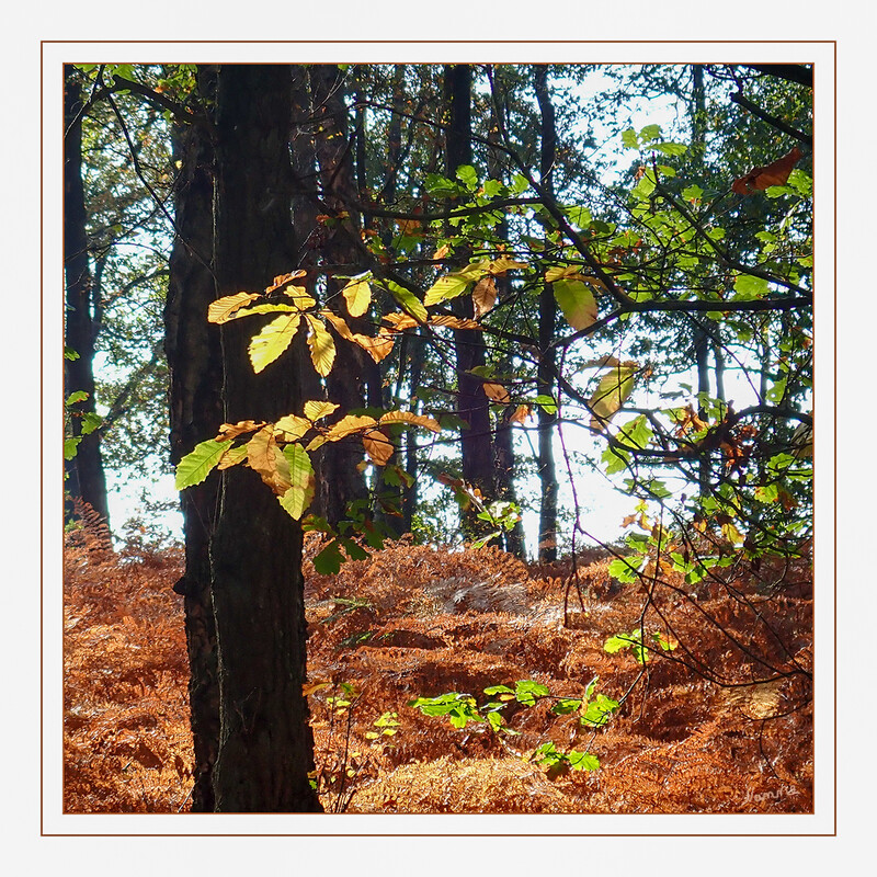 Herbstfarben
Schlüsselwörter: Blatt; Blätter