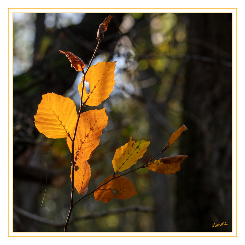 Herbstfarben
Ein Lichtstrahl erhält diese Blätter
Schlüsselwörter: Baum; Blätter