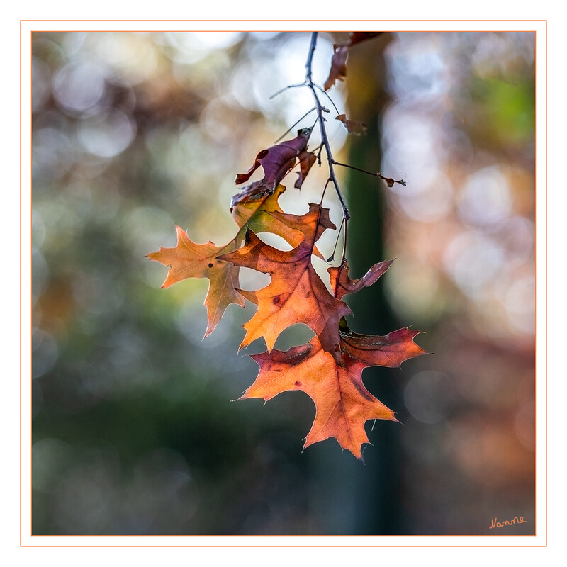 Herbstfarben
Schlüsselwörter: Blatt; Blätter