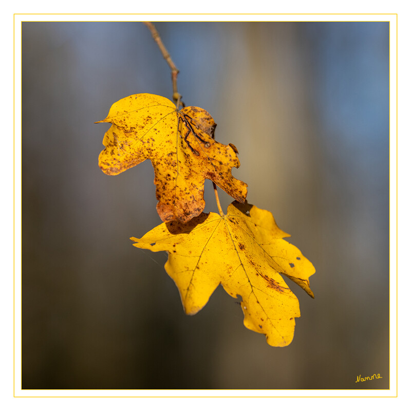 45 - Herbstfarben
2020
Schlüsselwörter: Blatt; Blätter