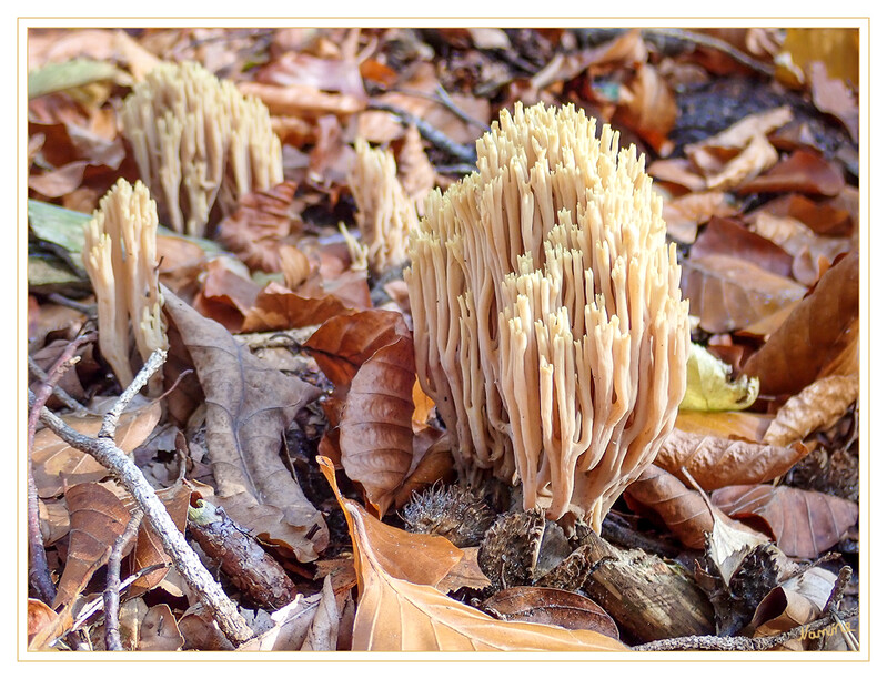 Korallenpilz
im November
Die Dreifarbige oder Schöne Koralle ist eine Pilzart aus der Familie der Schweinsohrverwandten. laut Wikipedia
Schlüsselwörter: Pilz; Pilze;