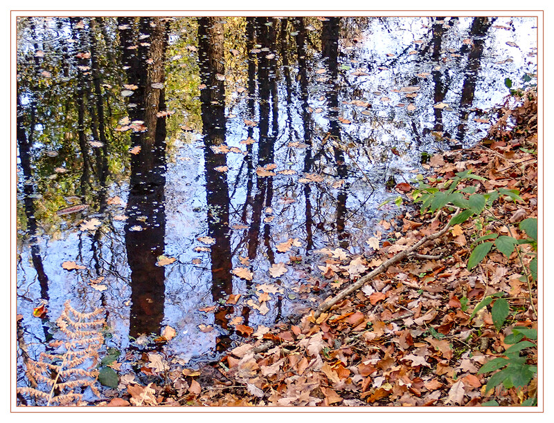 Spiegelung
der Baumstämme 
Schlüsselwörter: Baum; Bäume; Moor