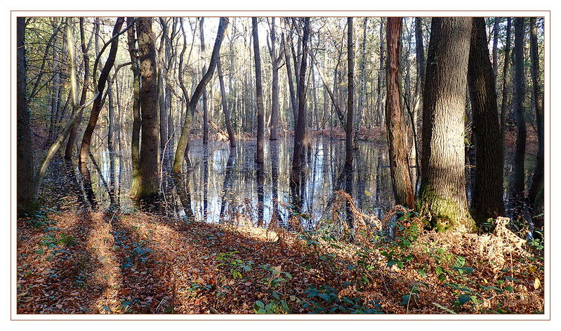 Spiegelung
Schlüsselwörter: Baum; Bäume; Moor