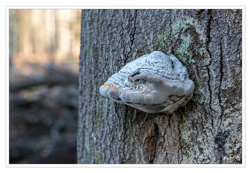 Zunderschwamm
Schlüsselwörter: Pilz; Pilze;