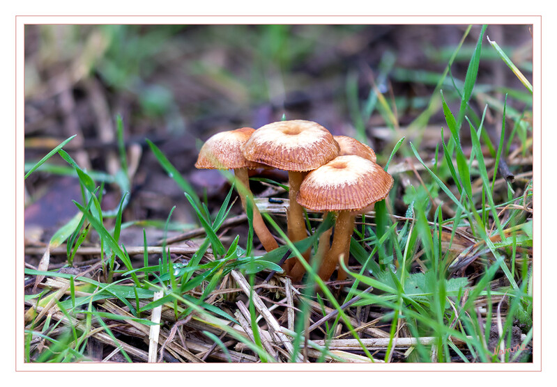 Pilzgruppe
im Januar
Schlüsselwörter: Pilz; Pilze;