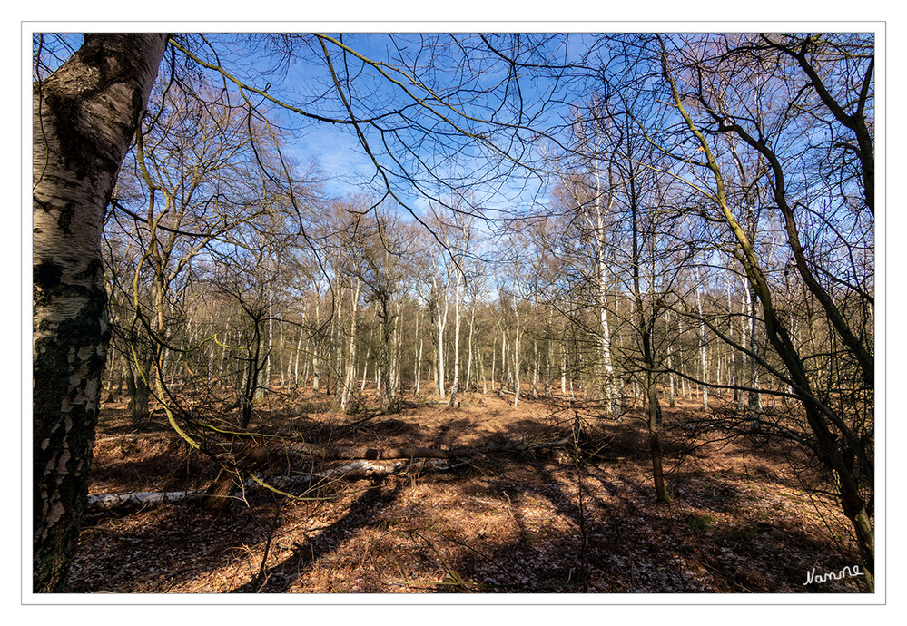 Der Wald in Warteposition ll
