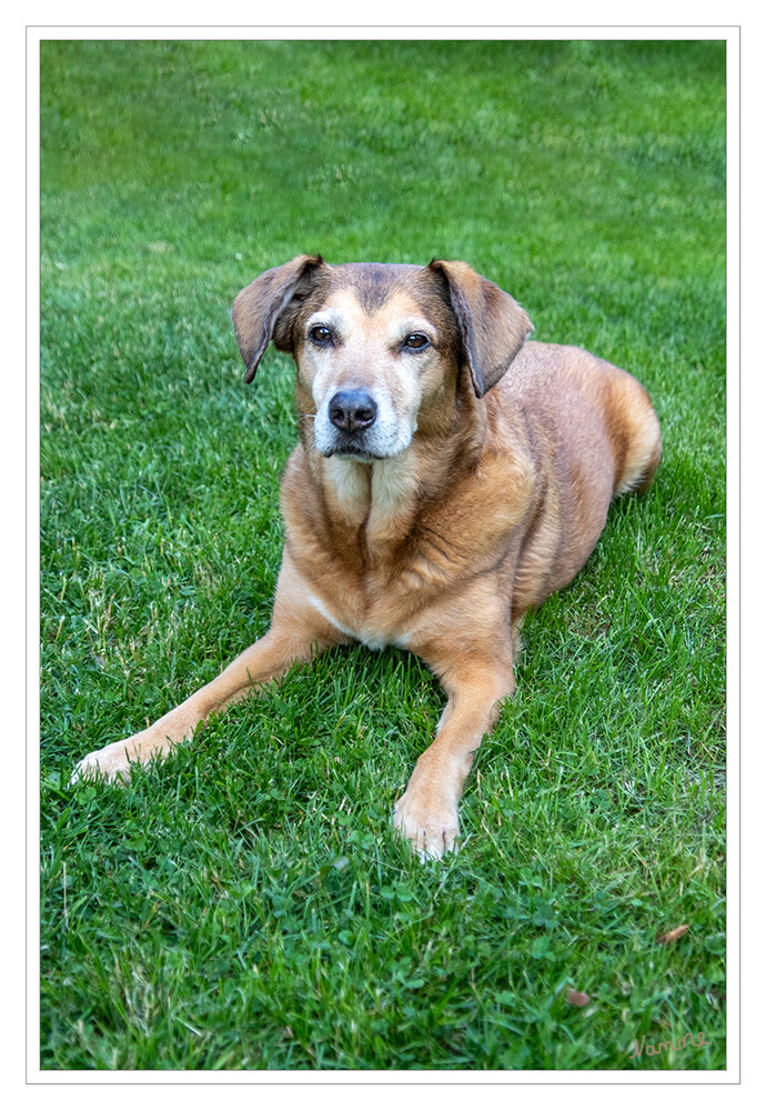 Aufmerksam
Schlüsselwörter: Hund; Joy