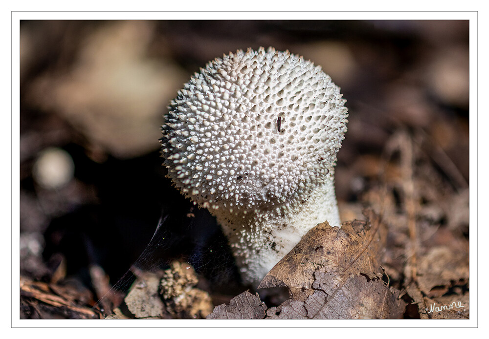 Flaschenstäubling
Der Flaschen-Stäubling (Lycoperdon perlatum, syn. L. gemmatum), im Volksmund oft auch inkorrekt als Flaschenbovist bezeichnet, ist einer der häufigsten Stäublinge. Lange Zeit wurde diese Art den Bauchpilzen (Gastromycetidae) zugeordnet, doch neuere phylogenetische Erkenntnisse lassen dieses Taxon nicht mehr gelten. Der Flaschen-Stäubling und seine Verwandten zählen jetzt zu den Champignonverwandten (Agaricaceae), die neben Blätterpilzen auch Arten umfassen, die keine Fruchtkörper mit Lamellen ausbilden.  laut Wikipedia
Schlüsselwörter: Pilz, Pilze