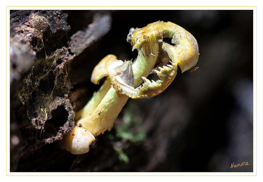 Völlig zerfressen
war dieser kleine Baumpilz
Schlüsselwörter: Pilz, Pilze