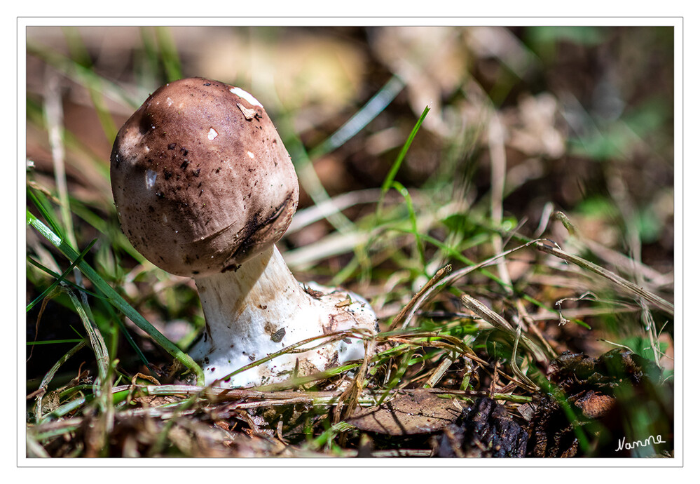 Alone
Ich denke es handelt sich hier um einen kleinen Steinpilz
Die Steinpilze sind eine Gattung aus der Familie der Dickröhrlingsverwandten. Unter dem Gattungsnamen Dickröhrlinge wurden früher einige größere Röhrlinge zu Boletus gezählt. laut Wikipedia
