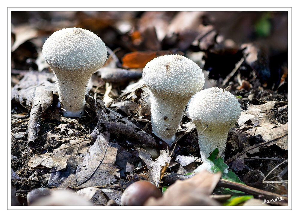 Flaschenstäubling
Der Flaschenstäubling oder auch Flaschenbovist ist ein kleiner, pustelig-stacheliger Pilz aus der Gruppe der Bauchpilze. Er gehört in die Familie der Boviste. Er wird nur 3-8 cm hoch. Ihre Form lässt sich am besten mit antiken Flaschen oder Butternusskürbissen vergleichen. laut dailyvegan
Schlüsselwörter: Pilz; Pilze