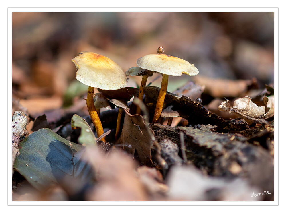 Der Besucher
Schlüsselwörter: Pilz, Pilze