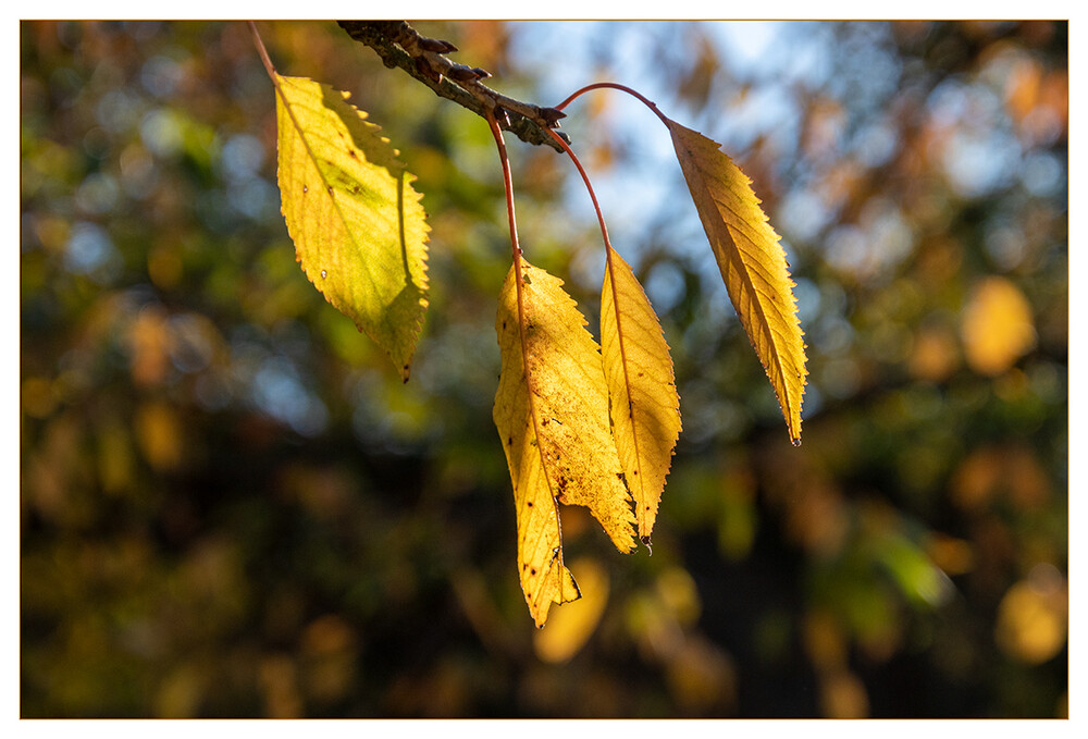 Herbstlich "Im Licht der Herbstsonne"
Marianne
Schlüsselwörter: 2021