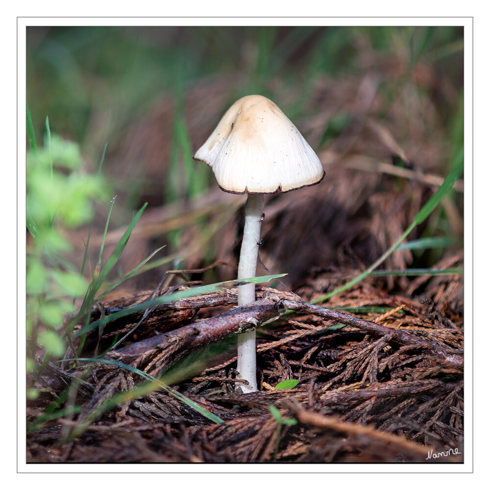 Kleiner Pilz
Schlüsselwörter: Pilz; Pilze