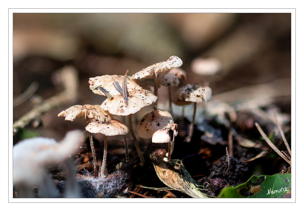 Winzlinge
Der großte der Minipilze war nicht mehr als 1cm hoch.
Schlüsselwörter: Pilz, Pilze