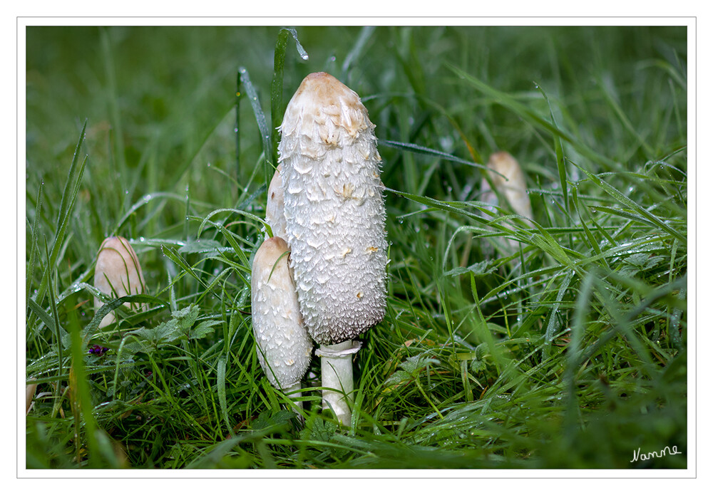 Schopf-Tintling
auch Spargelpilz, Porzellantintling, Tintenpilz oder inkorrekt Tintenschopfling genannt, ist eine Pilzart aus der Familie der Champignonverwandten.laut  Wikipedia
