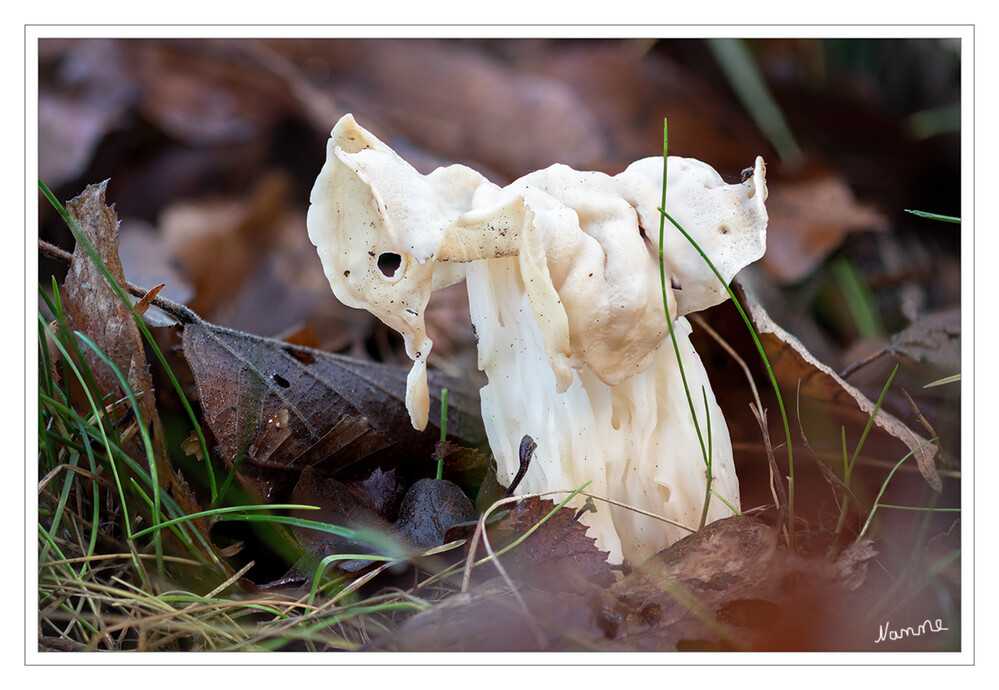 Herbst-Lorchel
Mitte Dezember
Das bis zu 3 cm breite, oft krausig-lappig geformte und sehr brüchige Kopfteil ist weißgelb, gräulich oder blass braun gefärbt. Die Hutlappen sind außen von der sporenproduzierenden Fruchtschicht überzogen. Der 2-15(–25) cm hohe, tief gefurchte und längs gerippte Stiel hat eine zähere Konsistenz und eine weiße Farbe. Er ist unten bauchig und verjüngt sich zur Spitze hin. Innen ist der Stiel von unregelmäßigen und länglichen Hohlräumen durchzogen. laut Wikipedia
Schlüsselwörter: 2021