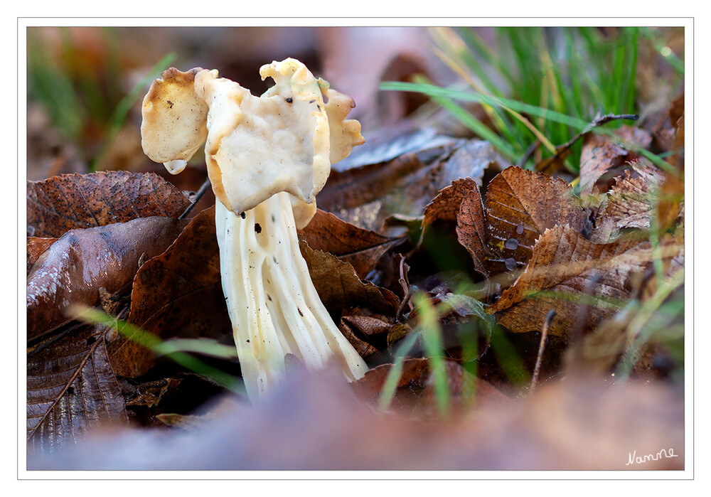 Herbst-Lorchel
Mitte Dezember
ist normalerweise von Juli bis November an Weg- und Straßenrändern zu finden. Sie hat gerne humose, feuchte Stellen mit Laub und kann im Unterholz von Wäldern wie auch in Gräben oder entlang von Waldrändern auf Wiesen wachsen. laut Wikipedia
Schlüsselwörter: 2021