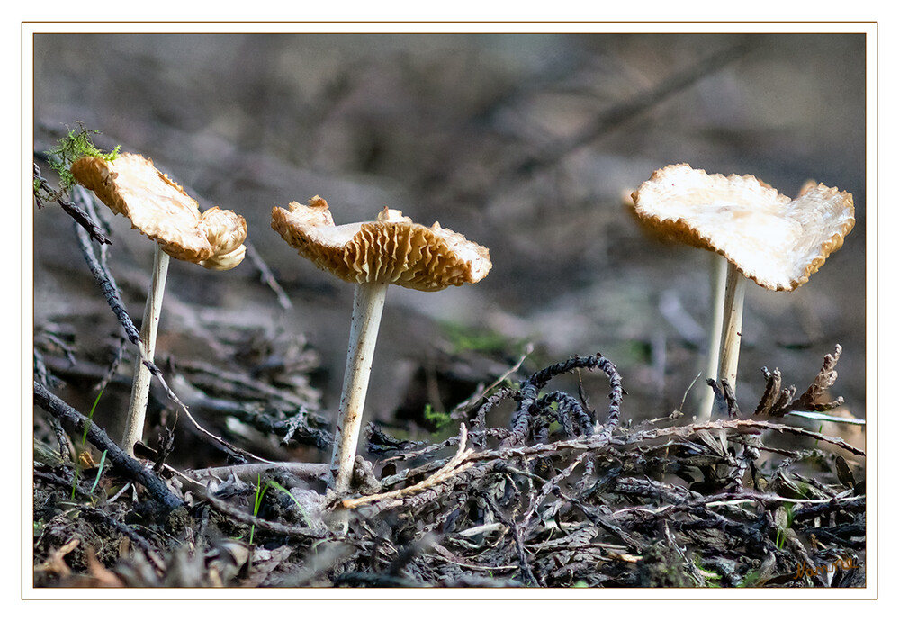 Unbekannte Pilzgruppe
Schlüsselwörter: Pilz; Pilze