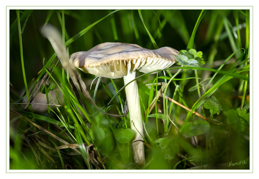 Kleine unbekannte Schönheit
Schlüsselwörter: Pilz; Pilze