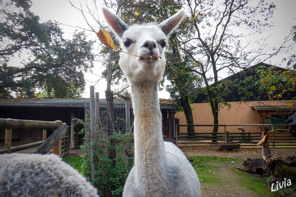 Zoo Krefeld
Das Alpaka, auch Pako, ist eine aus den südamerikanischen Anden stammende, domestizierte Kamelart, die vorwiegend wegen ihrer Wolle gezüchtet wird. laut Wikipedia
Schlüsselwörter: Zoo Krefeld,
