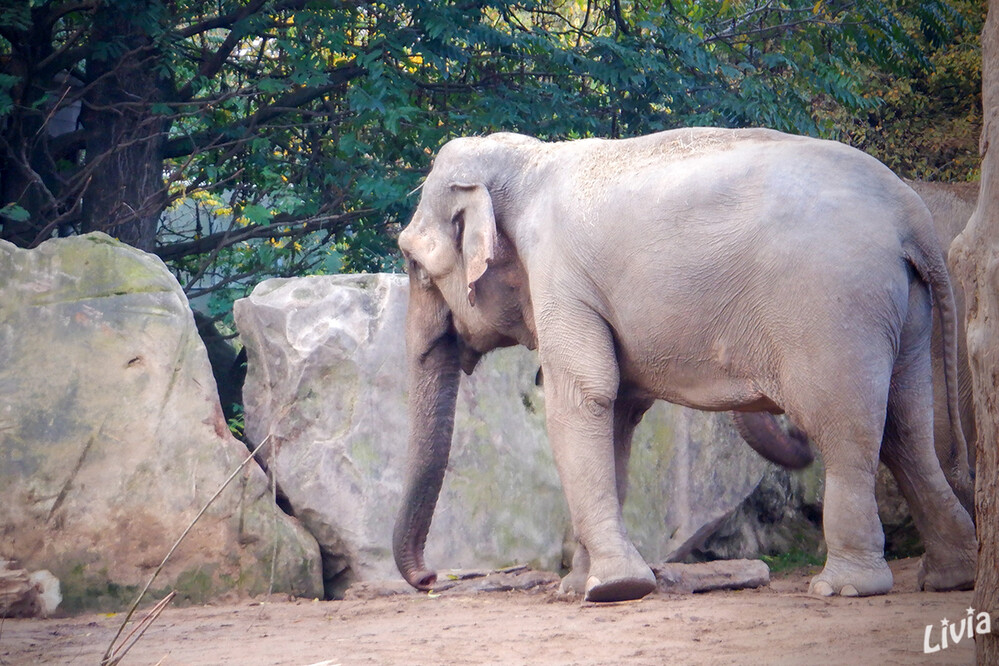 Zoo Krefeld
Die Elefanten sind eine Familie aus der Ordnung der Rüsseltiere. Die Familie stellt die größten gegenwärtig lebenden Landtiere und schließt außerdem die einzigen heute noch lebenden Vertreter der Ordnungsgruppe ein. laut Wikipedia
Schlüsselwörter: Zoo Krefeld, Elefant