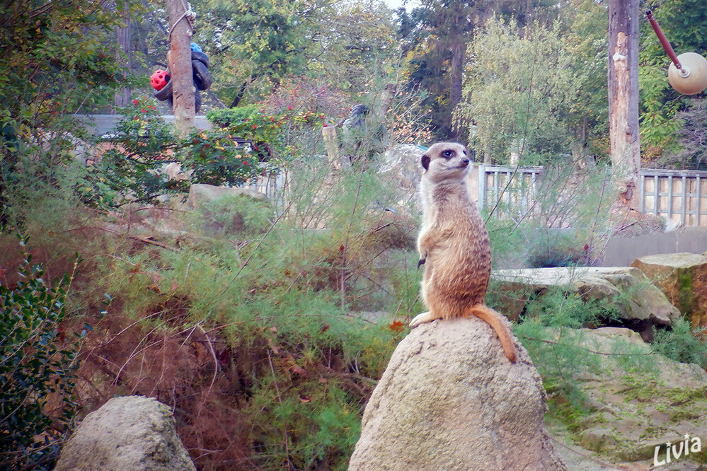 Zoo Krefeld
Erdmännchen leben in trockenen Regionen im südlichen Afrika. Sie leben in Gruppen von vier bis neun Tieren mit ausgeprägtem Sozialverhalten und ernähren sich vorwiegend von Insekten. Sie zählen nicht zu den bedrohten Arten. 
Schlüsselwörter: Zoo Krefeld, Erdmännchen