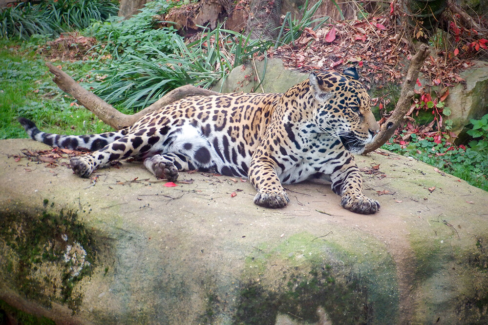Zoo Krefeld 
Nach dem Tiger und dem Löwen ist der Jaguar die drittgrößte Katze der Welt. Sie ist die einzige auf dem amerikanischen Doppelkontinent vorkommende Art der Großkatzen (Pantherinae), da der kleinere Puma taxonomisch den Kleinkatzen zugeordnet wird. laut Wikipedia
Schlüsselwörter: Zoo Krefeld, Jaguar