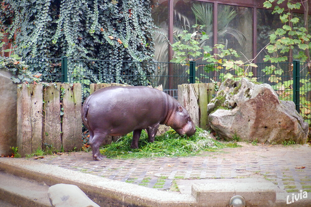 Zoo Krefeld
Das Zwergflusspferd weist eine Reihe von Anpassungen an das Leben an Land auf. Ähnlich wie das (Groß-)Flusspferd ist es jedoch darauf angewiesen, sich in der Nähe von Gewässern aufzuhalten: laut Wikipedia
Schlüsselwörter: Zoo Krefeld, Zwergpflusspferd