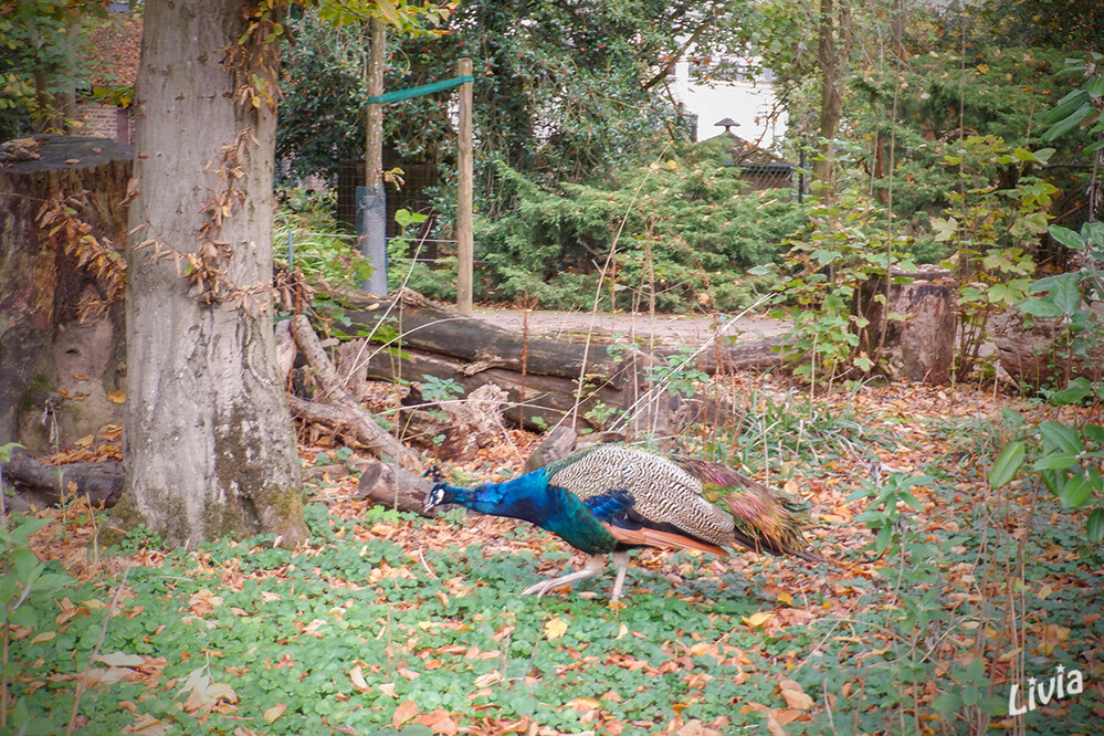 Zoo Krefeld
Freilaufender Pfau
Schlüsselwörter: Zoo Krefeld,