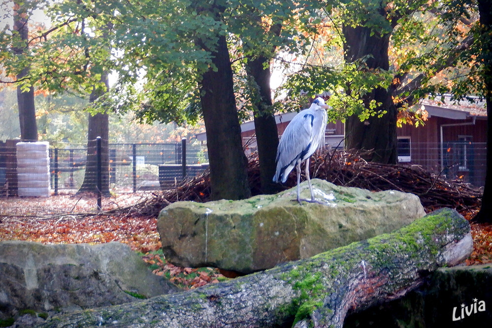 Zoo Krefeld
Die Reiher sind eine Familie in der Ordnung Pelecaniformes. Zu dieser Familie gehören 19 Gattungen und 68 Arten. Die meisten Arten haben lange Beine und einen dolchartigen Schnabel. Viele Arten haben außerdem einen langen Hals. laut Wikipedia
Schlüsselwörter: Zoo Krefeld, Reiher