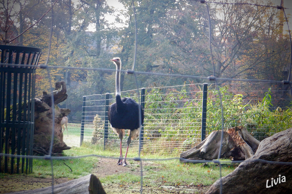 Zoo Krefeld
Der Afrikanische Strauß ist eine Vogelart aus der Familie der Strauße und ist nach dem eng verwandten Somalistrauß der größte lebende Vogel der Erde. Während er heute nur noch in Afrika südlich der Sahara heimisch ist, war er in früheren Zeiten auch in Westasien beheimatet. laut Wikipedia
Schlüsselwörter: Zoo Krefeld, Strauss