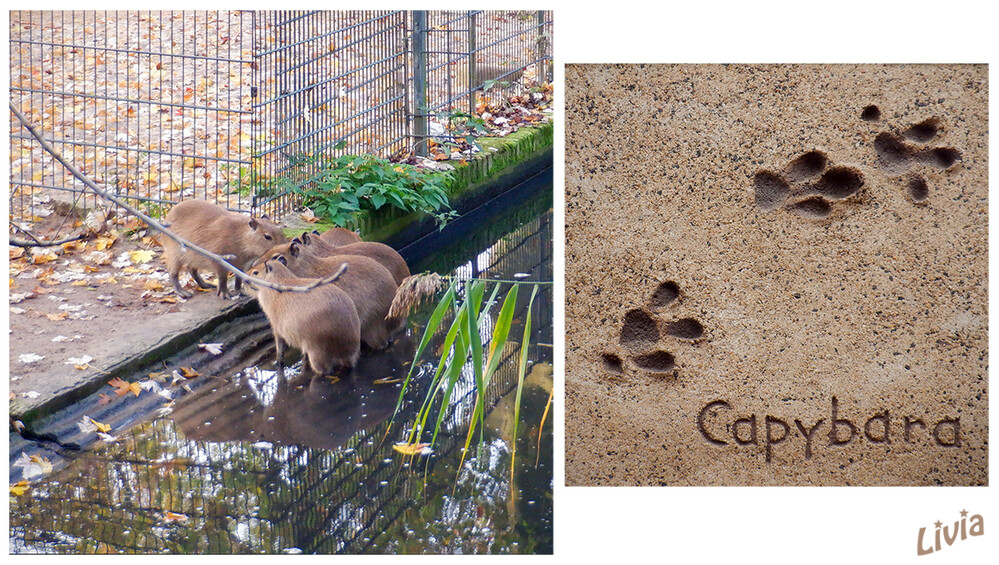 Zoo Krefeld
Das Capybara oder Wasserschwein ist eine Säugetierart aus der Familie der Meerschweinchen. laut Wikipedia
Schlüsselwörter: Zoo Krefeld; Wasserschwein