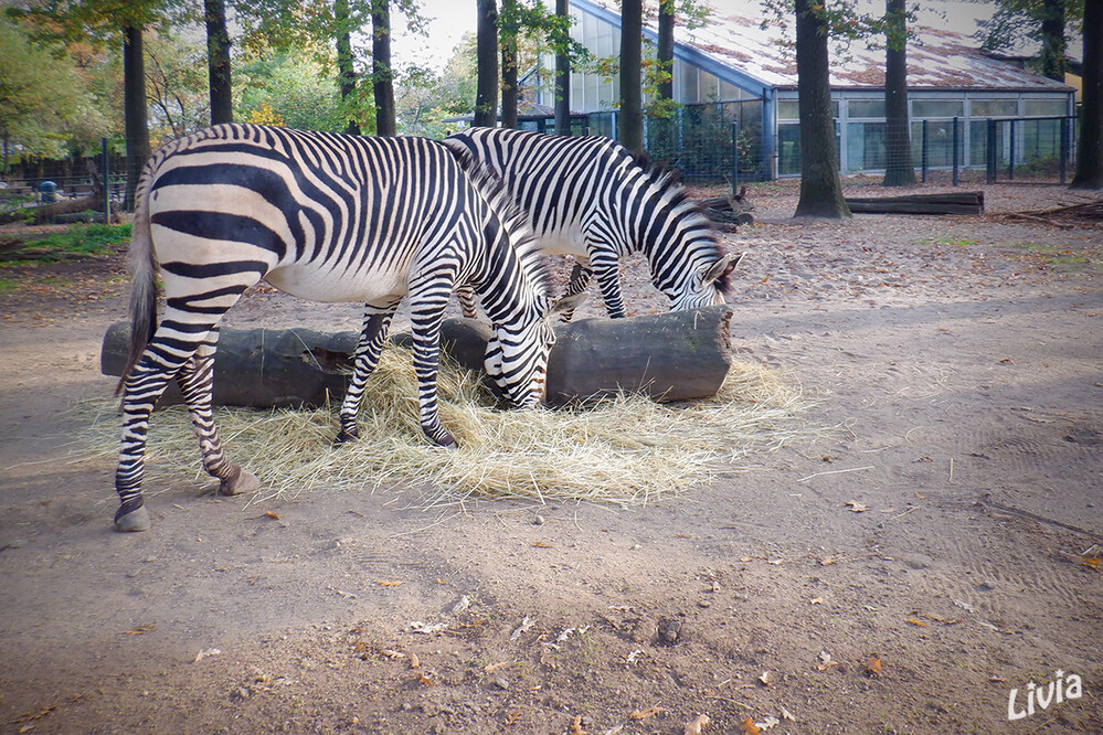 Zoo Krefeld 
Die Zebras sind eine Untergattung aus der Gattung der Pferde. In ihr werden die drei Arten Grevyzebra, Bergzebra und Steppenzebra zusammengeführt. Die Tiere sind besonders durch ihr schwarz-weißes Streifenmuster gekennzeichnet. laut Wikipedia
Schlüsselwörter: Zoo Krefeld, Zebra
