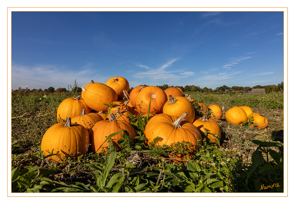 Goldener Oktober
Die Kürbisse bilden eine Pflanzengattung innerhalb der Familie der Kürbisgewächse. Bekannte Vertreter sind der Riesen-Kürbis, der Moschus-Kürbis und der Garten-Kürbis, die landwirtschaftlich und gärtnerisch genutzt werden. laut Wikipedia
Schlüsselwörter: Kürbisse: