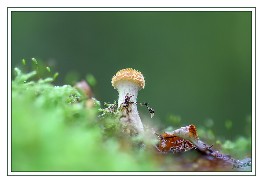 Kleine Minischönheit
Schlüsselwörter: Pilz; Pilze