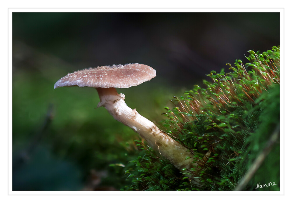 Minipilz
Schlüsselwörter: Pilz; Pilze