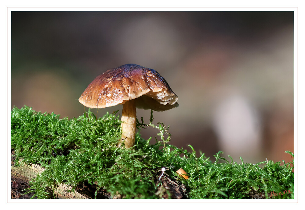 Minipilz
Schlüsselwörter: Pilz; Pilze