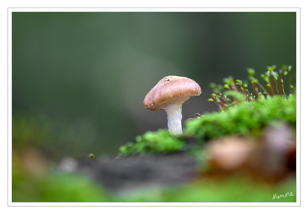 Minipilz
Schlüsselwörter: Pilz; Pilze